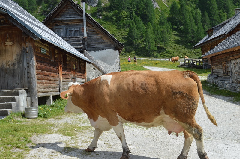 Giglachsee (16)